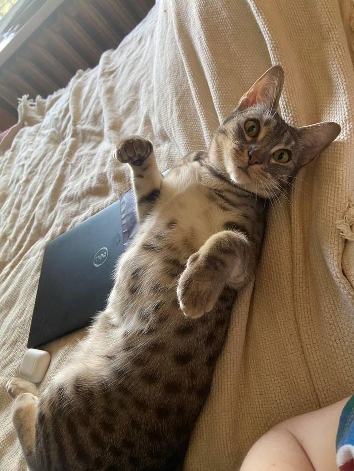 ������ ������� ����