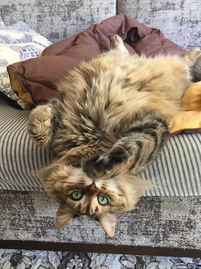 ������ ������