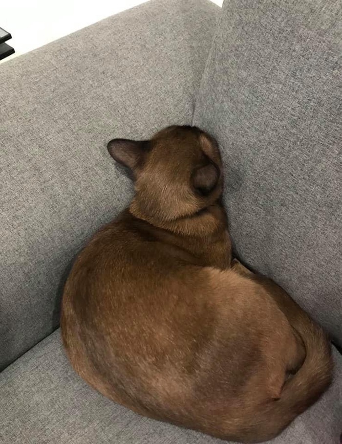 Когда поссорился с котом