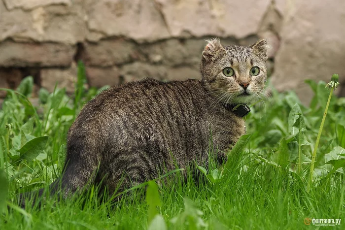 Кошка, ворона и человек Кот, Ворона, Животные, Длинное, Длиннопост