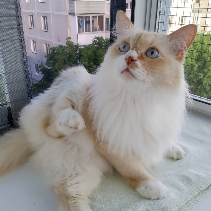 Хоб...чик