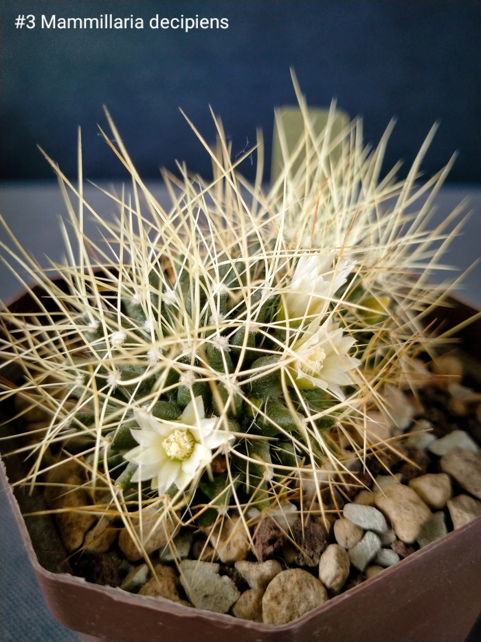   Mammillaria decipiens , ,  , , , ,  