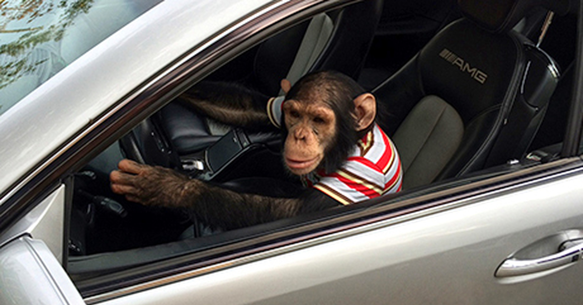 Monkey driving. Обезьянка в машине. Мартышка в машине. Обезьяны в тачке. Обезьяны и автомобиль.