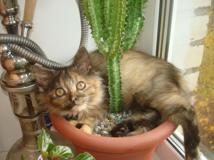 ����� ���� �������, ��� ������� ������� ������