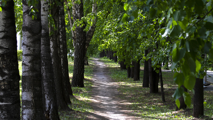 Тропинка в парке
