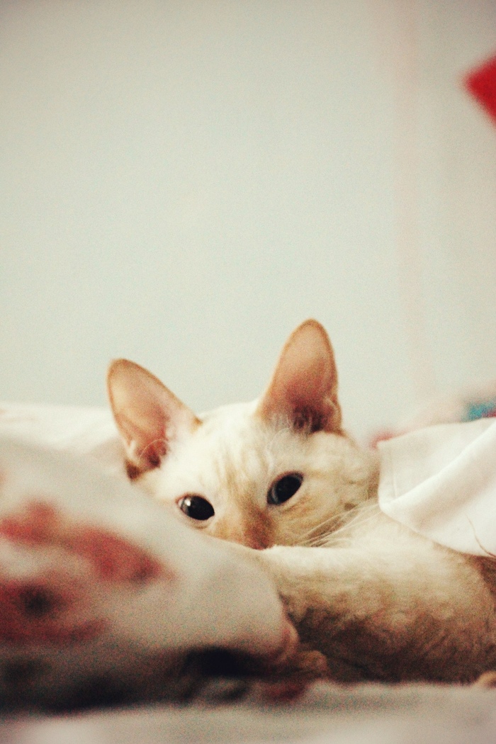 ������ ����, ������