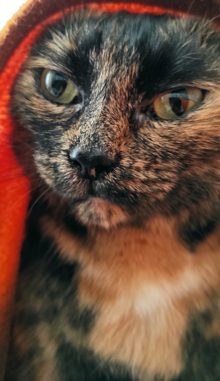 Да пребудет с тобой сила...