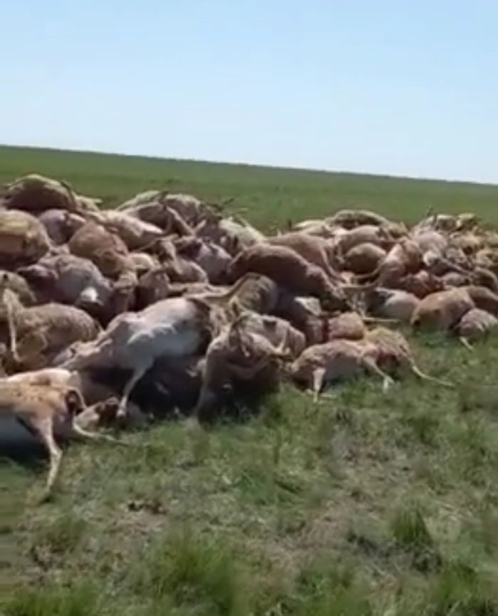 В прикаспийской степи массовый мор сайгаков, причины пока не установлены
