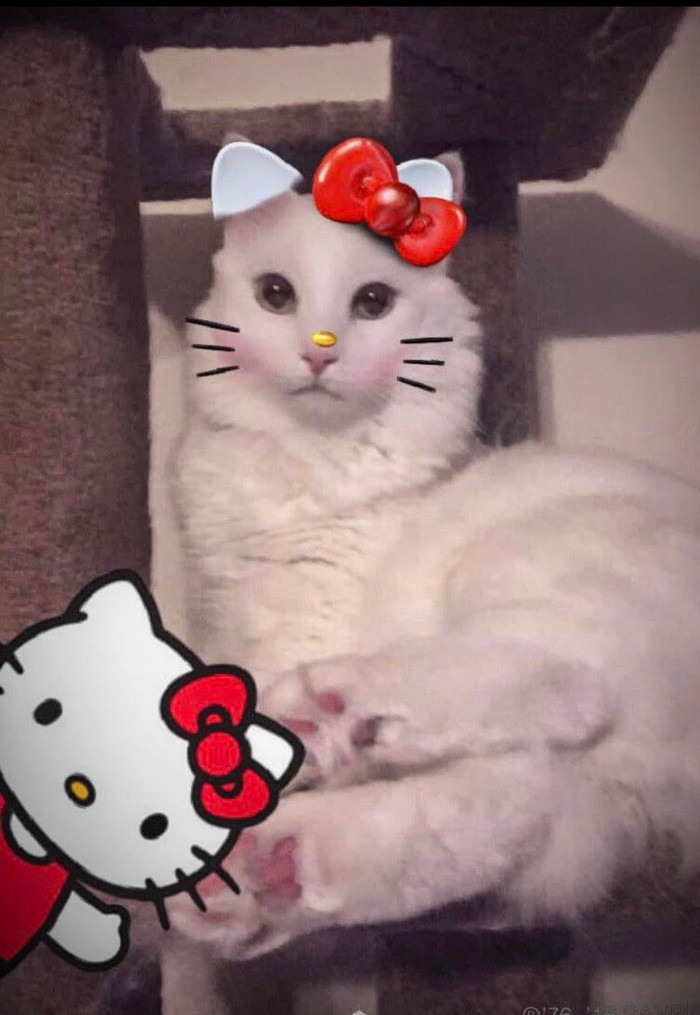 Hello kitty , , Hello Kitty