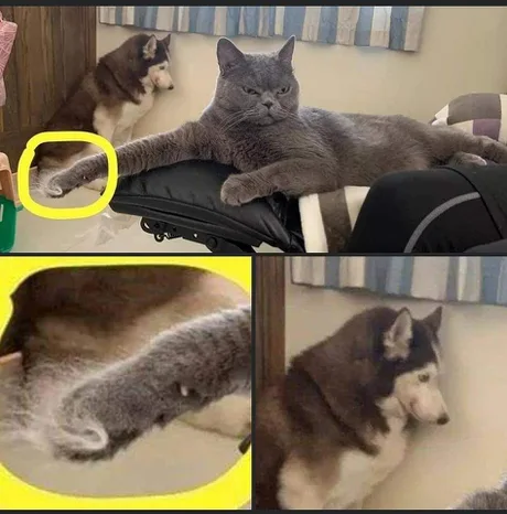 Коты победили!