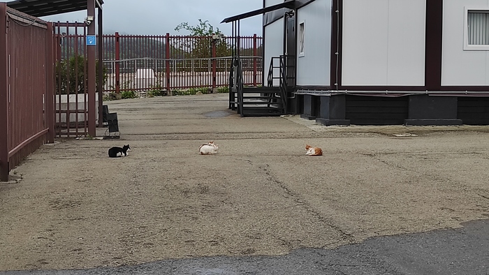 ���������� ���������