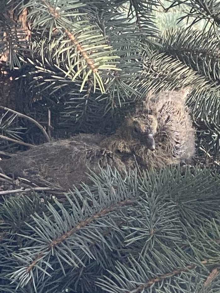 Новорожденные горлицы