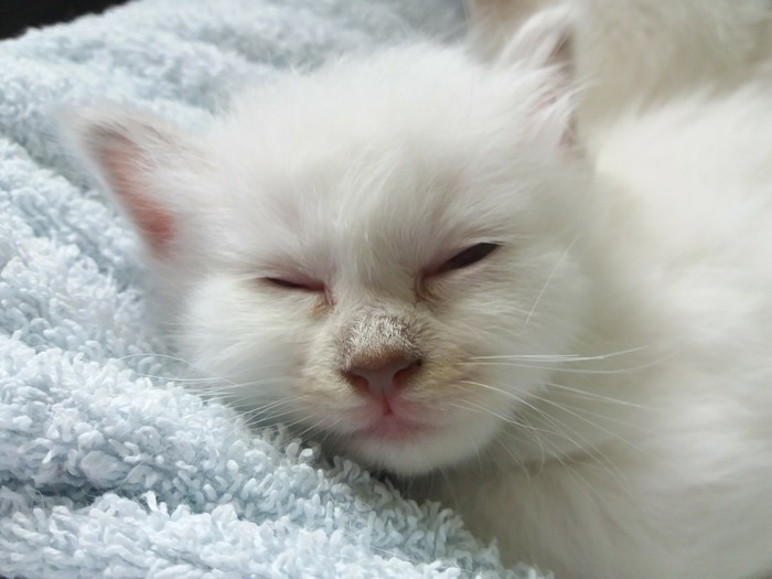 Пушистые и беззаботные Кот, Котята, Пушистые, Радость, Умиление, Позитив, Длиннопост