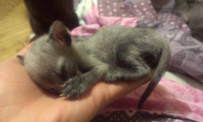 Было и стало Черный кот, Позитив, Длиннопост, Кот