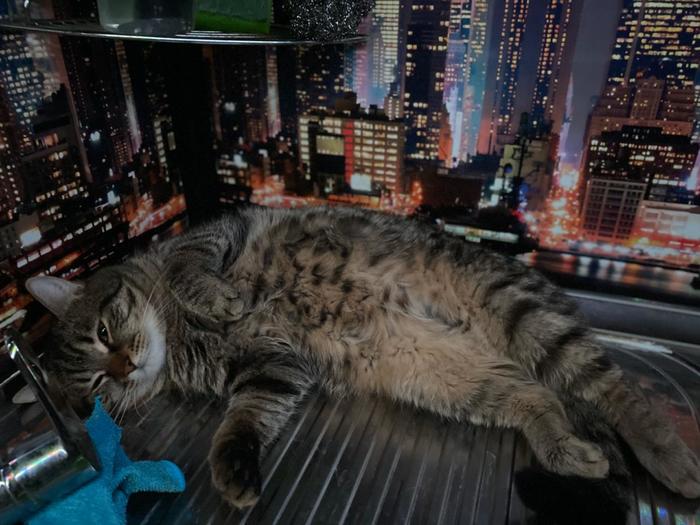 Всё нормально(кошачья версия)