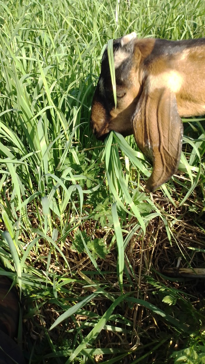 "Лисиццын дом"-26