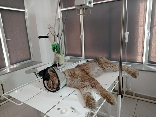 Рысь заболела пневмонией неизвестной этиологии