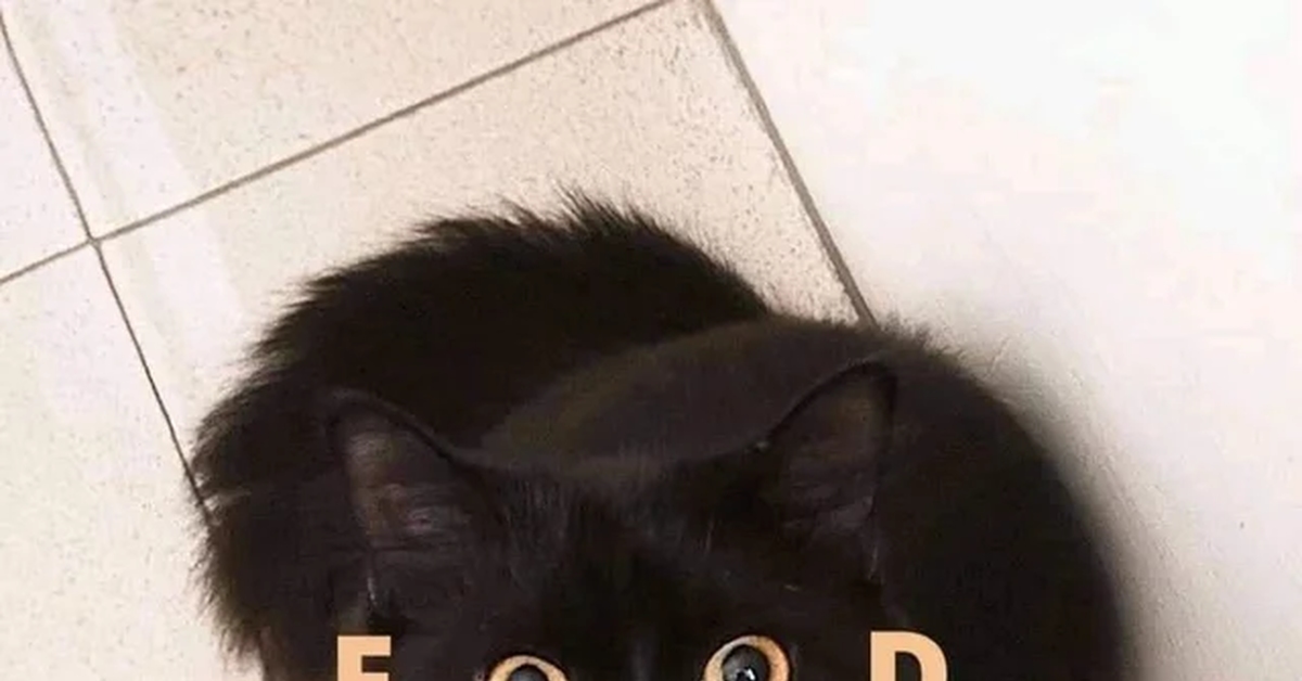 Кот голод. Черные пушистые коты Мем. Черные коты мемы. Черный пушистый кот с желтыми глазами.