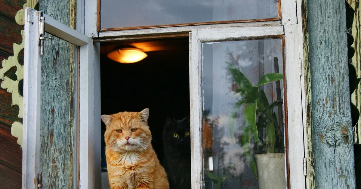 Оставил дома окно открытым. Деревенские коты. Котик у окна. Кошки на окошке. Котик на окне в деревне.