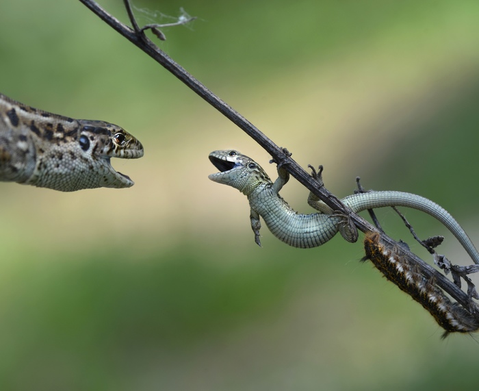 Иди сюда, щас я тебе втащу!
