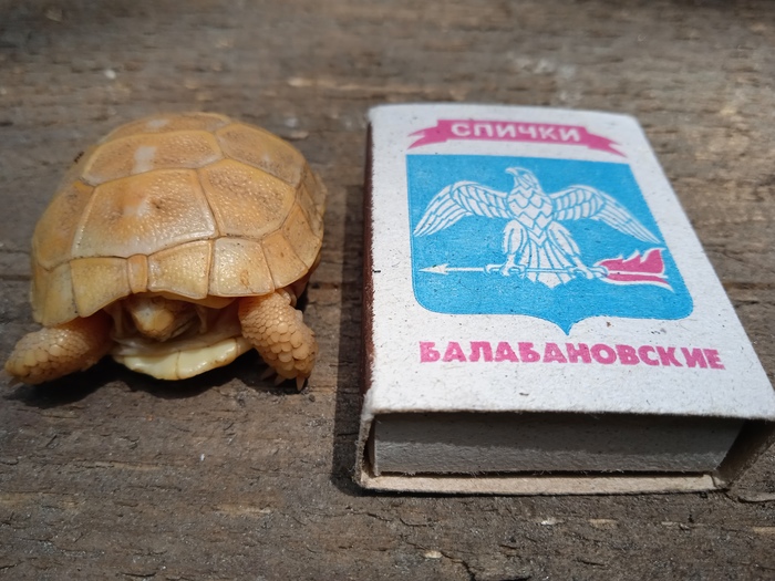 что делать если убежала черепаха на даче как найти. Смотреть фото что делать если убежала черепаха на даче как найти. Смотреть картинку что делать если убежала черепаха на даче как найти. Картинка про что делать если убежала черепаха на даче как найти. Фото что делать если убежала черепаха на даче как найти