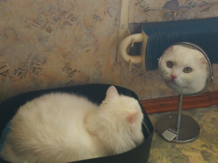 Видеть тебя больше не могу Кот, Зеркало, Взгляд
