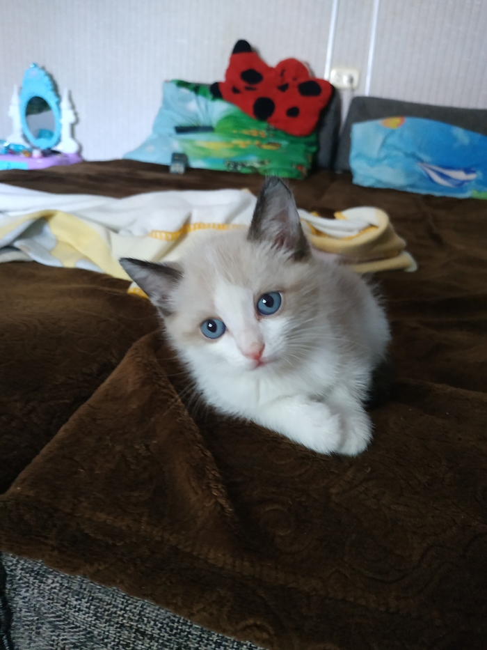 Рецепт блюдо из кота. 1622130905132373379. Рецепт блюдо из кота фото. Рецепт блюдо из кота-1622130905132373379. картинка Рецепт блюдо из кота. картинка 1622130905132373379. В Италии, например, есть даже устойчивое выражение, которым обозначают лживые действия: «Подсунуть кота вместо кролика». Догадываетесь, откуда ветер?
