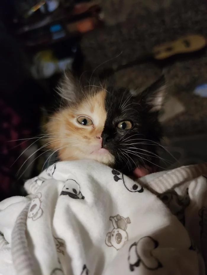 Котов не выбирают Котята, Кот, Семья, Домашние животные