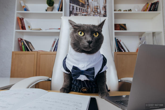 True Business Cat , Business Cat, 