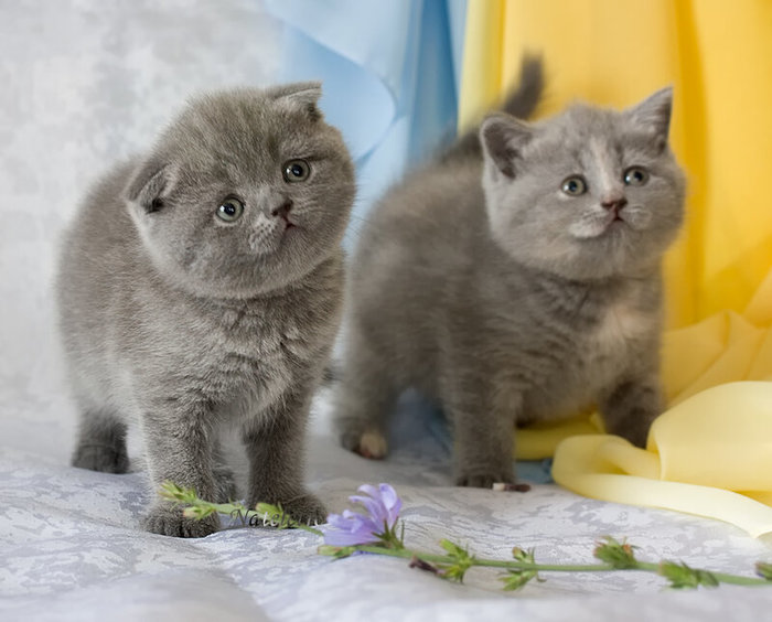 Если вы скажите что стряслось я постараюсь вам помочь. Смотреть фото Если вы скажите что стряслось я постараюсь вам помочь. Смотреть картинку Если вы скажите что стряслось я постараюсь вам помочь. Картинка про Если вы скажите что стряслось я постараюсь вам помочь. Фото Если вы скажите что стряслось я постараюсь вам помочь