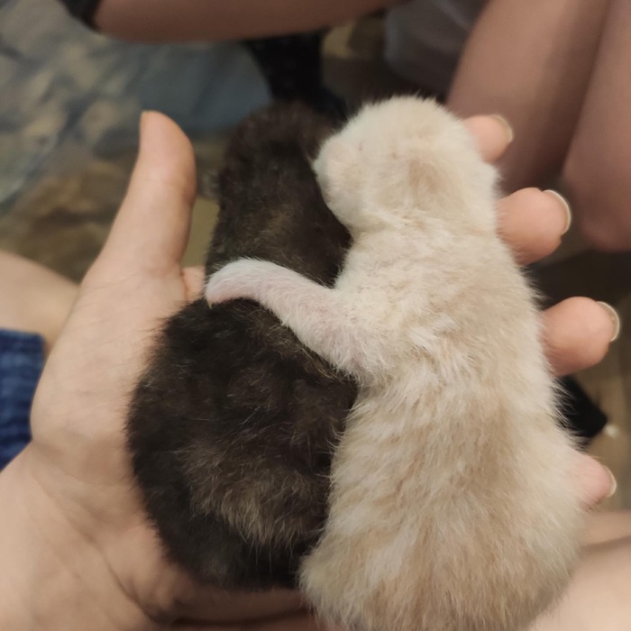     , , , , , ,  