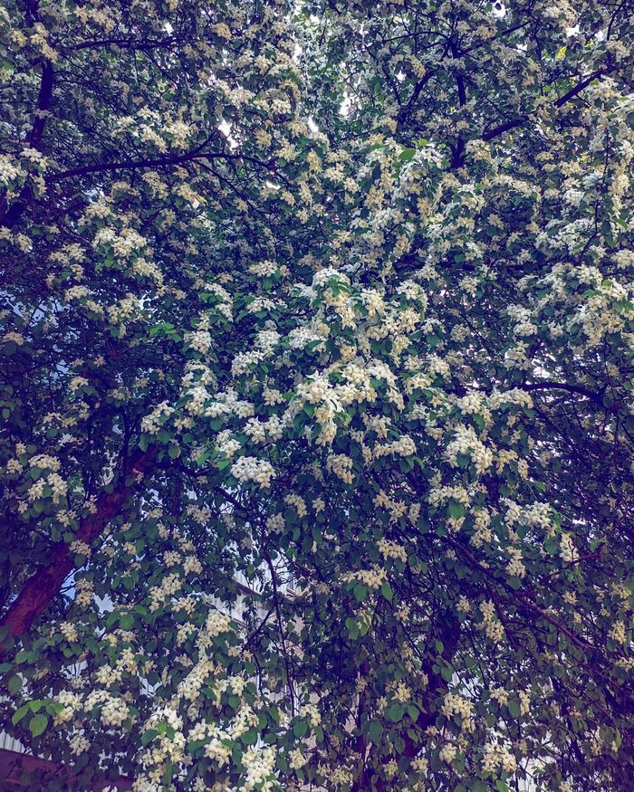 Хокку посвященное айтишникам