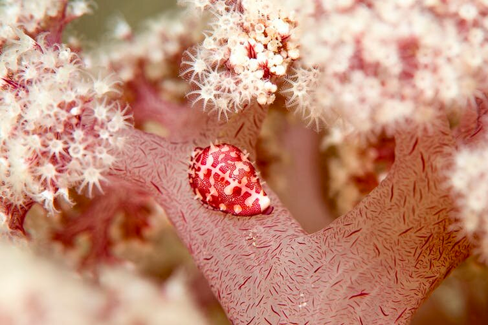 Редкие розовые кораллы, похожие на цветную капусту, могут исчезнуть через 10 лет Перевод, Кораллы, Австралия, Экология, Природа, Красота природы, Видео, Длиннопост