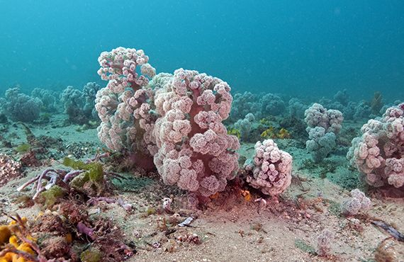Редкие розовые кораллы, похожие на цветную капусту, могут исчезнуть через 10 лет Перевод, Кораллы, Австралия, Экология, Природа, Красота природы, Видео, Длиннопост