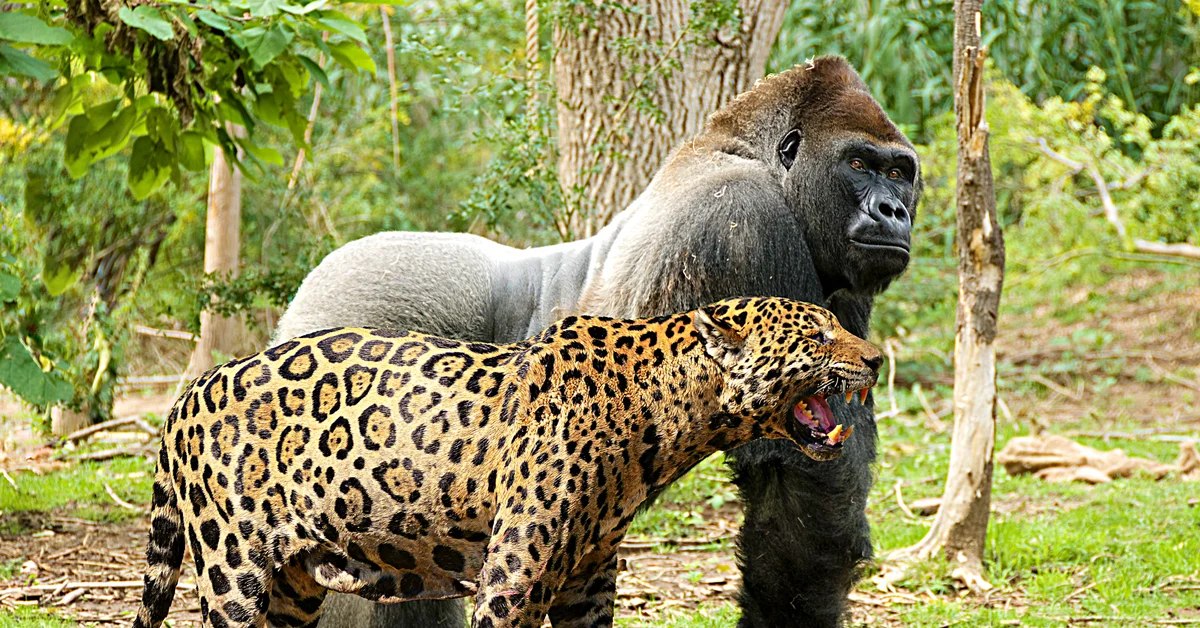 Местообитание горилл шимпанзе ленивцев леопардов ягуаров