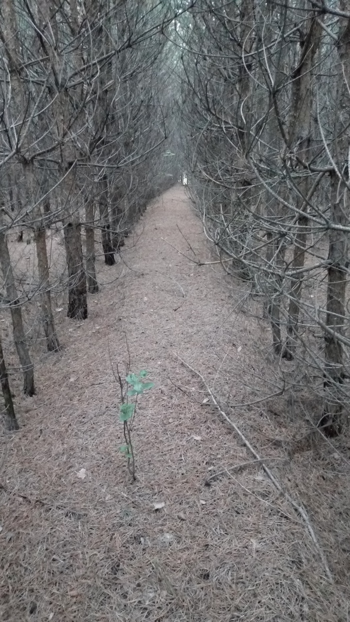 Там,на неведомых дорожках... | Пикабу