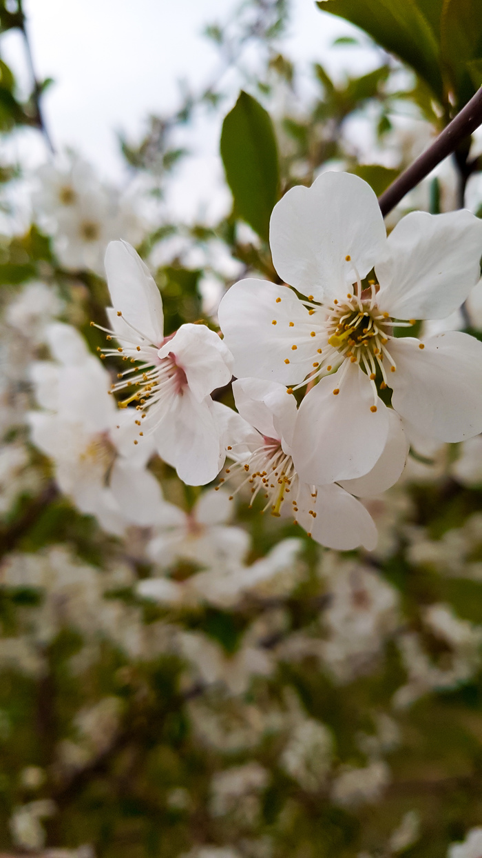 Вишневый цвет