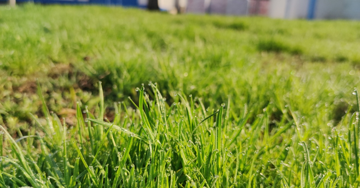 Сочная трава | Пикабу