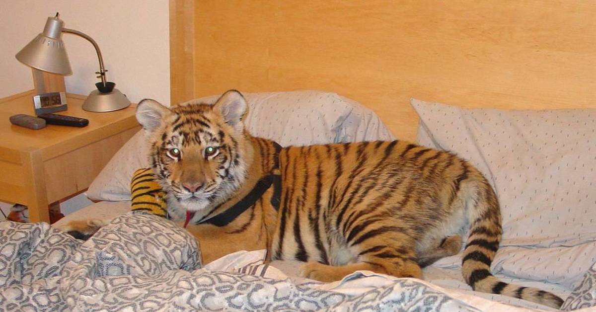 Плюсы и минусы диких животных дома. Тигренок в доме. Домашний тигр. Домашние тигрята. Тигр в постели.
