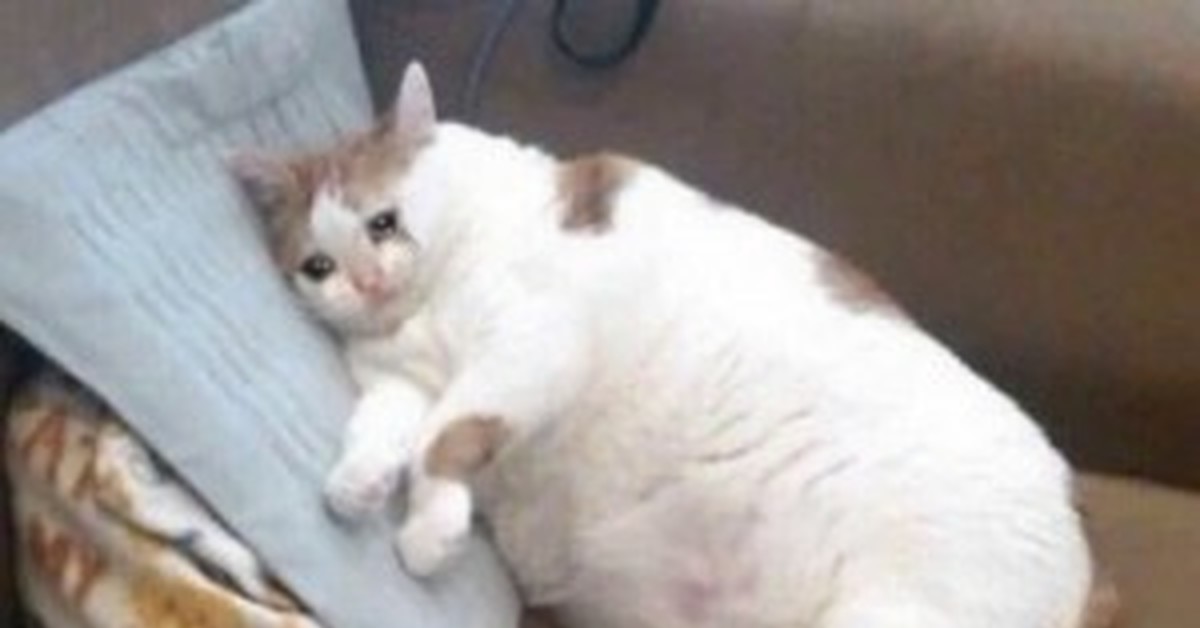 Плачущий Котик Картинки