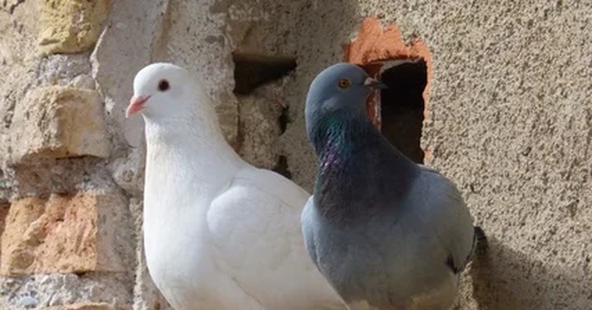 Голубы. Крапчатый пятнистый голубь. Лесной голубь клинтух. Белогрудый голубь. Голубы.