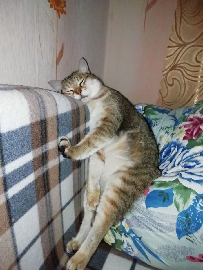 ����� ������