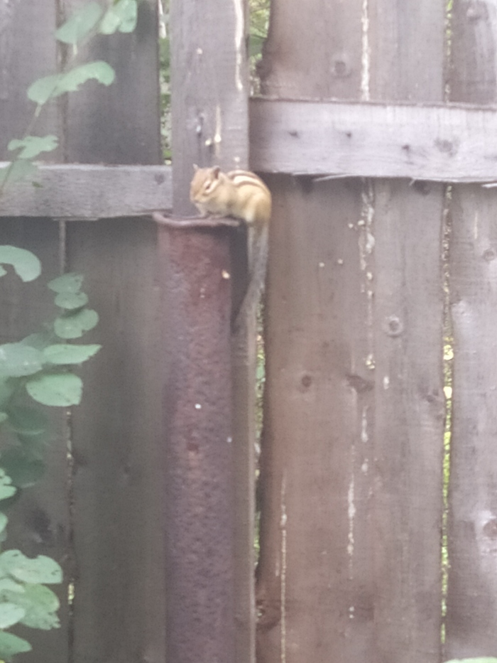 Нежданный гость