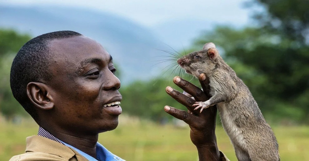 Воалаво. Гамбийская хомяковая крыса. Гамбийская сумчатая крыса. Африканская хомяковая крыса. Гамбийская хомяковая (сумчатая) крыса.