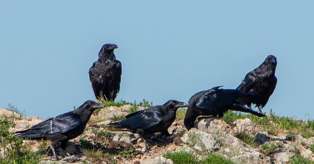 Crow mountains. Птицы Бештау. Горный ворон. Ворон на горе. Высокогорная ворона.