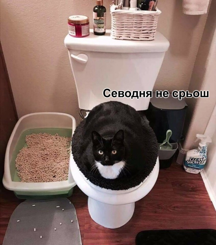 Севодня не срьош