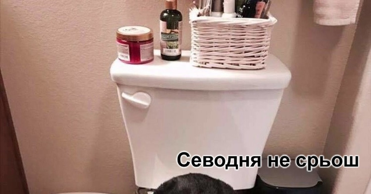 Севодня не срьош | Пикабу