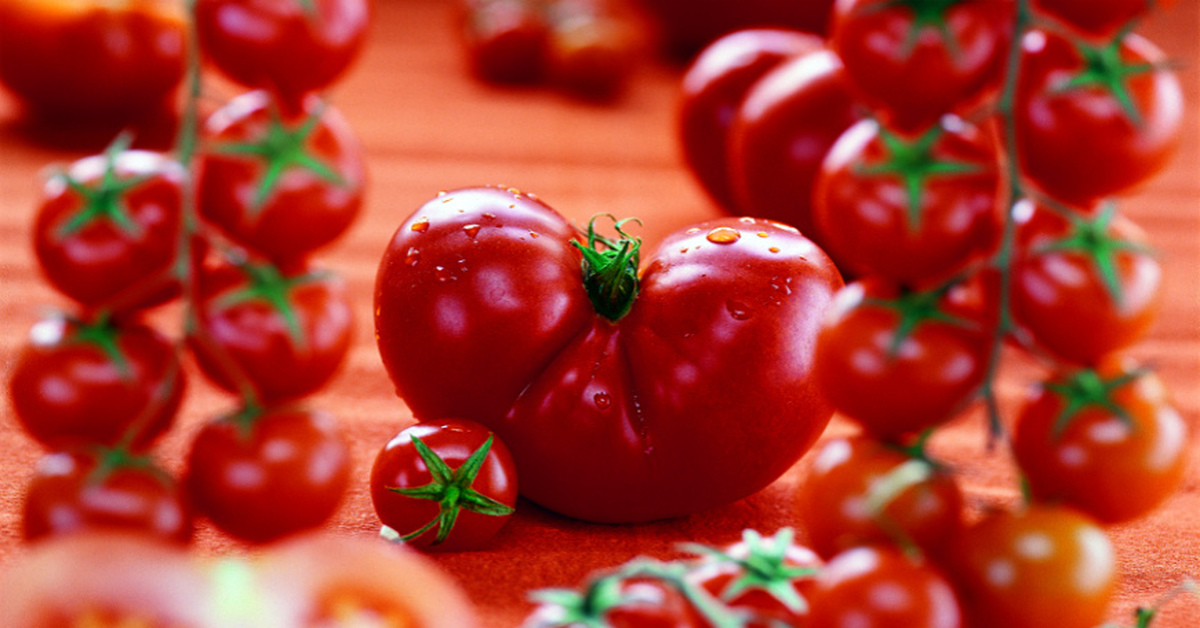 Как отличить помидоры. Томат или помидор. Помидоры в Европе. Помидор или томат как правильно. Растение томат или помидор.