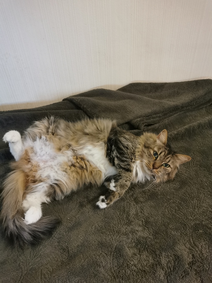 Зефиркино пузо