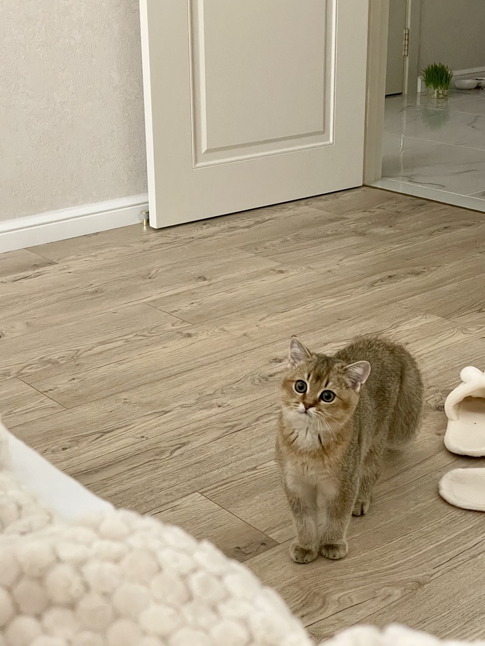 Хозяииин, а что ты там делаешь?